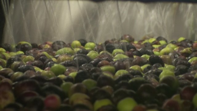 Sorting of olives in Provence