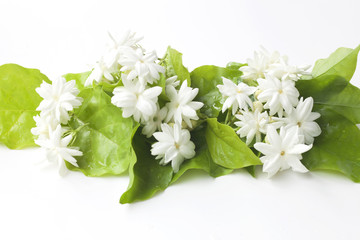 Jasmine flowers