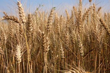 Weizenähren