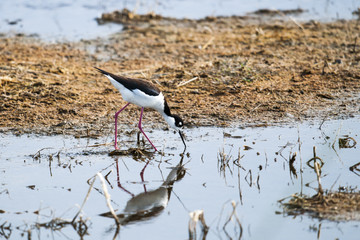 Black-necked Stilt (Himantopus mexicanus)