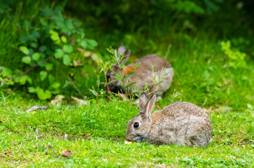 Fototapeta premium Lapins de garenne