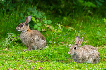 Lapins de garenne