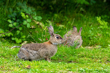 Fototapeta premium Lapins de garenne