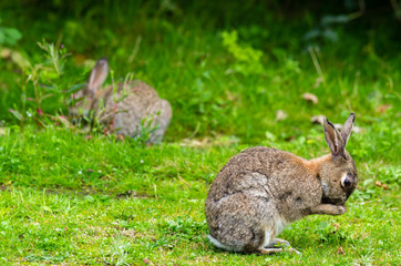 Lapins de garenne