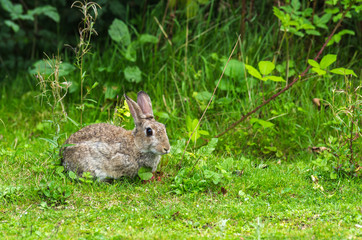 Lapin de garenne