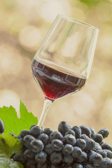Red wine in a glass and fresh grapes, toned image, selective foc