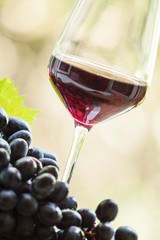 Red wine in a glass and fresh grapes, toned image, selective foc