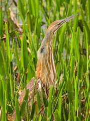 American Bittern 1