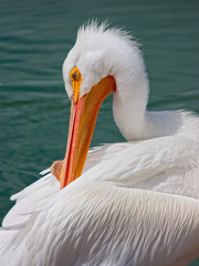 White Pelicans 02