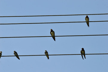 swallows