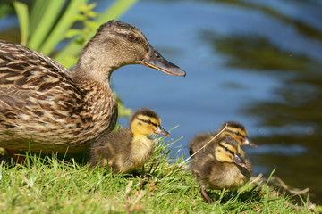 Mallard - Female with nestlings.
