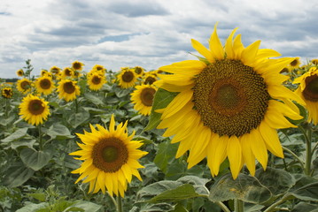 Fototapeta premium Sunflower field and nice cloudscape at background