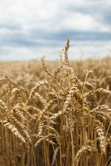 Wheat field with blue sky in the background