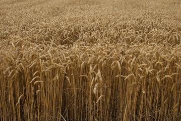 Wheat field ready for harvest