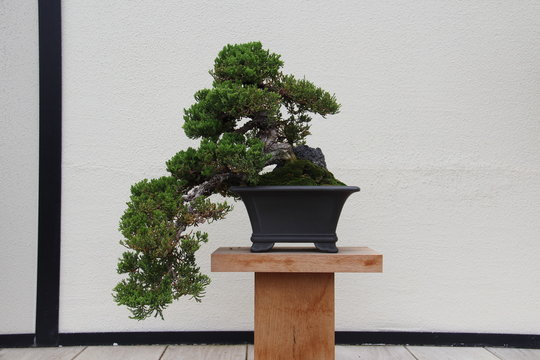 Bonsai Tree-  Dwarf Japanese Garden Juniper Cypress- Juniperus Procumbens