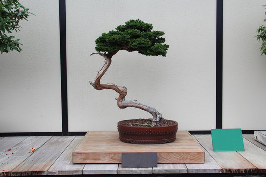 Bonsai Tree- Hinoki False Cypress- Chamaecyparis Obtusa foto de Stock |  Adobe Stock