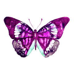 butterflies design
