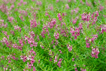 Obraz premium Angelonia flower
