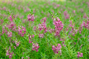 Angelonia flower