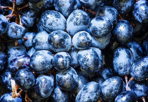 Blue grapes on a dark background, toned image, top view, selecti