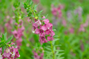 Obraz premium Angelonia flower