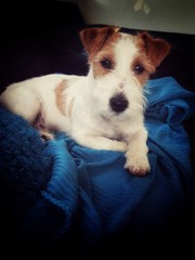 jack russell