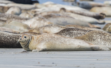 seals on a beach - Helgoland, Germany