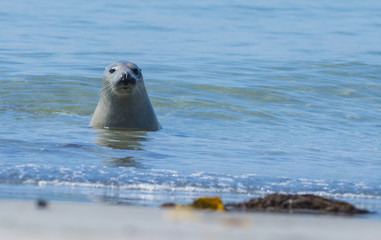 seals on a beach - Helgoland, Germany