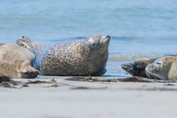 Naklejka premium seals on a beach - Helgoland, Germany