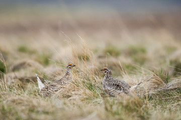 Sharp-tailed grouse (Tympanuchus phasianellus)