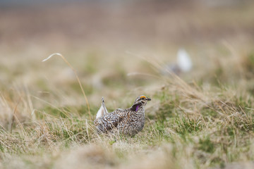 Sharp-tailed grouse (Tympanuchus phasianellus)