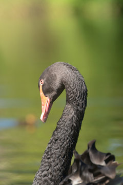 Black Swan - portrait