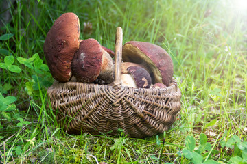 White mushrooms in the basket in the woods