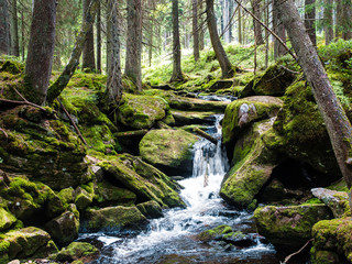 Fototapeta premium Zamontuj leśny wodospad między omszałymi skałami