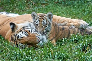Amur Tiger (Panthera tigris altaica)