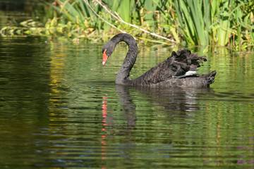 Black Swan