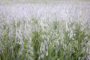 Obraz premium Lot ears of oats on rural field on summer day closeup