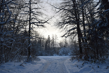 Winter-Wald-Landschaft
