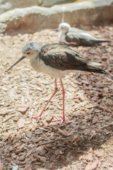 Sightseeing in Moscow