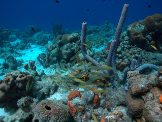 Naklejka na ściany i meble Antler coral with fish