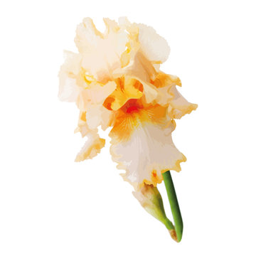 Flower iris vector