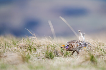 Sharp-tailed grouse (Tympanuchus phasianellus)