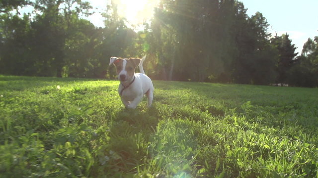 very cute puppy Jack Russell Terrier running around the grass in