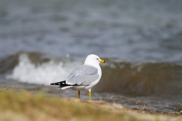 Ring-billed Gull (Larus delawarensis)