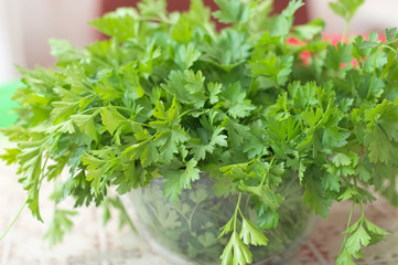 parsley fresh herb
