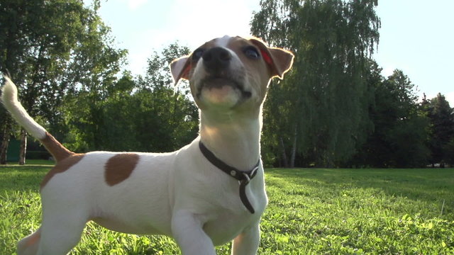 young girl in Park with a very cute puppy Jack Russell Terrier