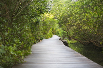 Path in Mangrove forest in Bali