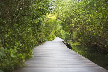 Rolgordijnen Path in Mangrove forest in Bali © dislentev