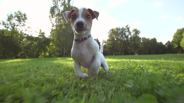 very cute puppy Jack Russell Terrier running around the grass in