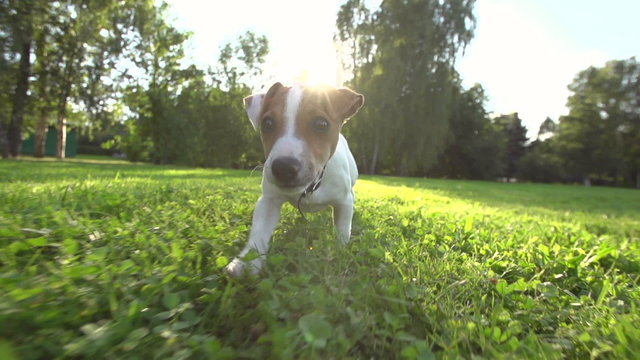 very cute puppy Jack Russell Terrier running around the grass in